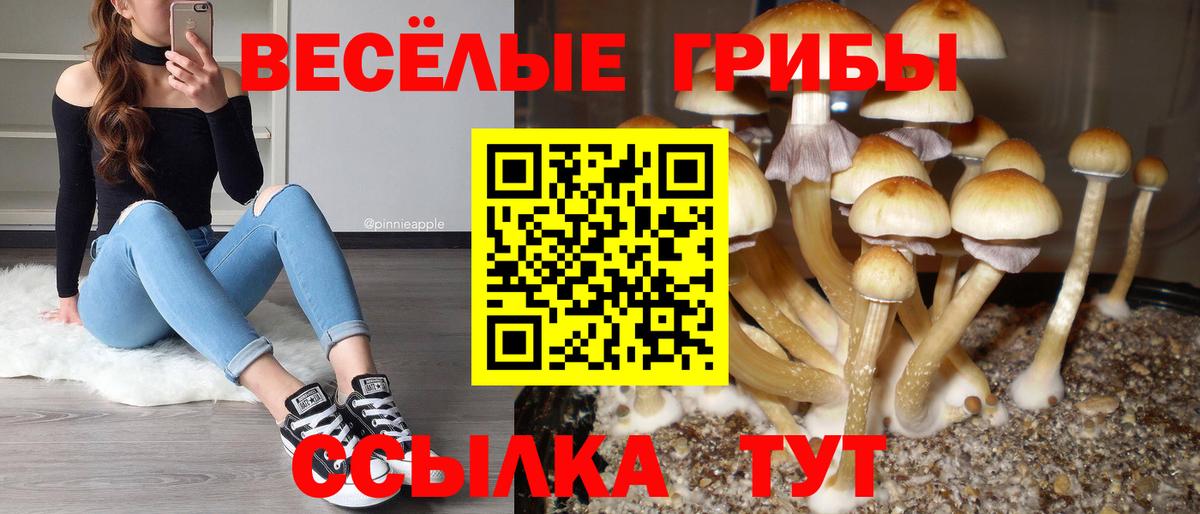 Псилоцибиновые грибы Psilocybe  Вход с VPN  Джанкой 